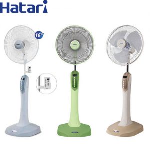 quat cay hatari thai lan