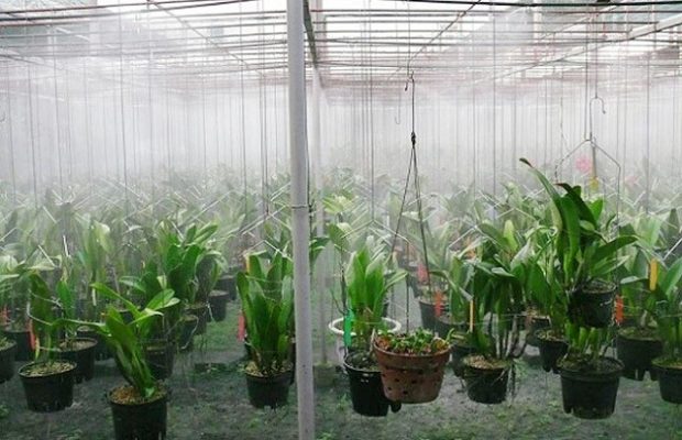 quạt thông gió cho vườn lan